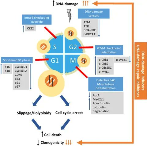 MolOncology's tweet photo. Targeting of lactate dehydrogenase C dysregulates the cell cycle and sensitizes breast cancer cells to DNA damage response targeted therapy
🔗https://t.co/tGh33lINRu
📝 @Julie_Decock @advitinaik
@QBRI12 @QF
#LDHC #GenomeStability #PARPinhibitor https://t.co/2DinQQMVJN