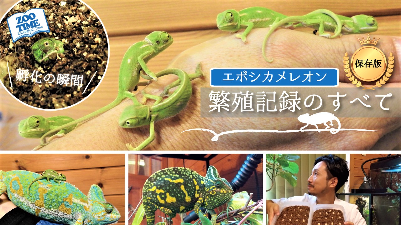 エボシカメレオン ベビー(現在卵です。)