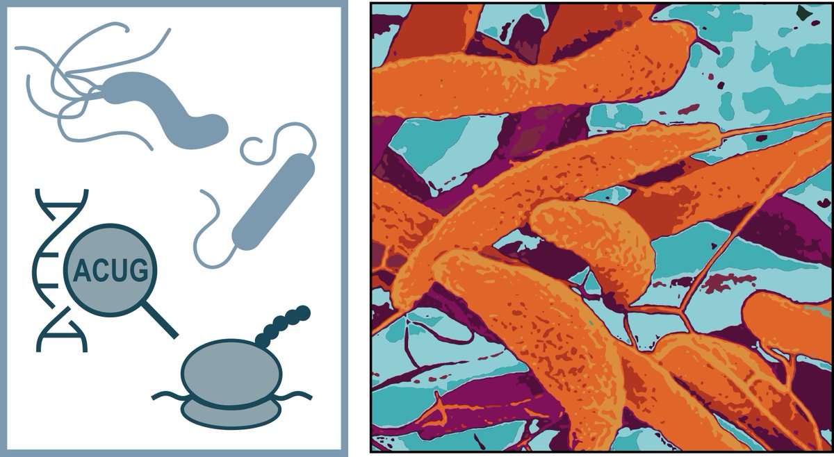 We are hiring 😀:
Postdoc position to work on the "Identification of small ORFs in prokaryotes using ribosome profiling ".
Check out here for more info if you are interested in joining our team and the #DFG <a href="/SPP__2002/">SPP2002</a> on small proteins in prokaryotes: 
imib-wuerzburg.de/fileadmin/user…