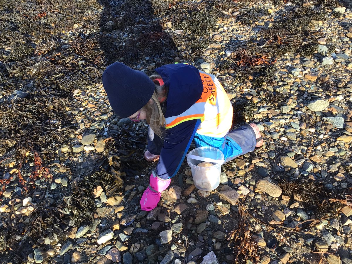 StrachurP's tweet photo. Pre 5 enjoyed exploring the beach yesterday π #argyllandbute #strachur #abc_OCTF #abcey #outdoorlearning #fun #exploring https://t.co/lbugTdUFfN