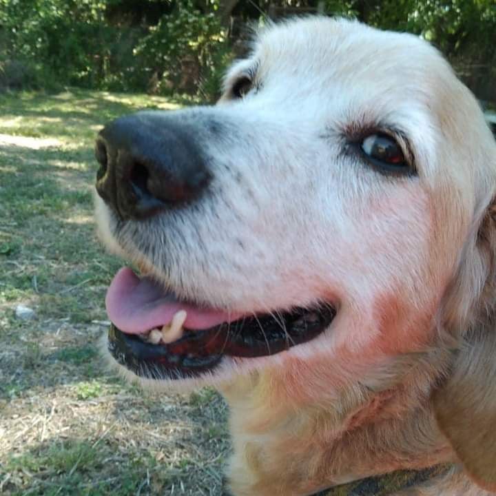 perrosdelalma's tweet photo. Juancito, un mayorcito rescatado en pésimo estado. Ahora es  simpático, cancherito, mimoson y está en adopción. Le damos la oportunidad de un hogar. Gracias. 1164220819 https://t.co/jRulkZ8yBo