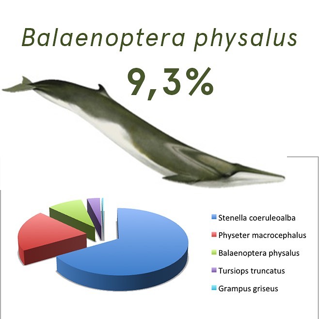 Run for the Whales Sanremo tweet media