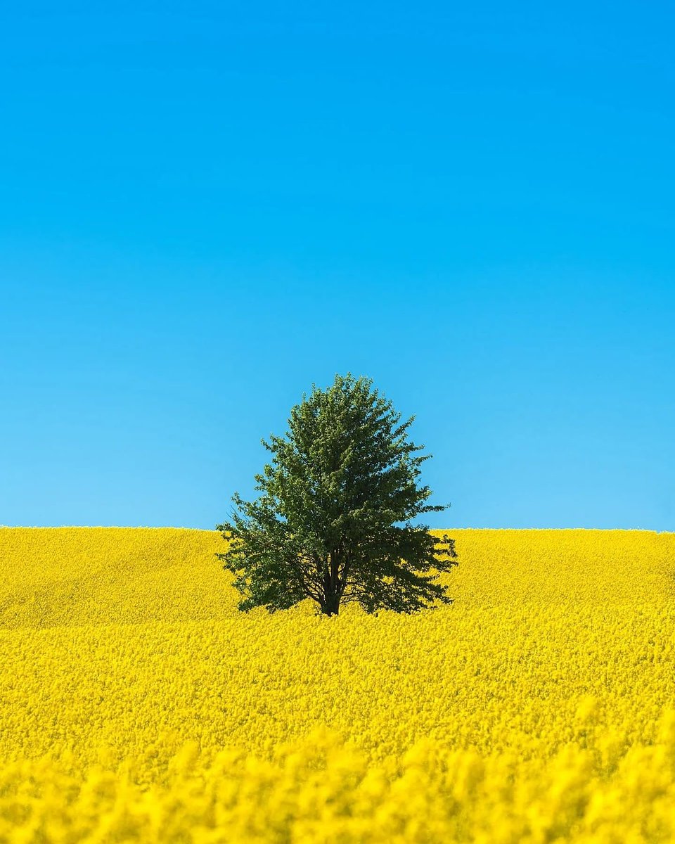 baumlink's tweet photo. We stand by the Ukrainian people at this time of need and call for peace and freedom. Each quarter Baumlink donates 5% of profits to charity and we have decided this quarter to make our main donation via The #RedCross
https://t.co/jJA9HYZWFb
#supportukraine #standwithukraine https://t.co/21WqAT7mA7