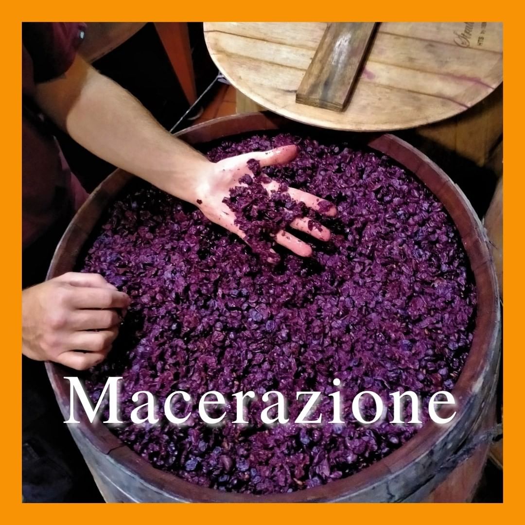 In #oenology, #maceration is a phase of #vinification pre-fermentation when the skins are in contact with the must for varying amounts of time. The objective is to extract important substances from the skins such as polyphenols.

#cortese #cortesewines #organicwine #sicilianwine