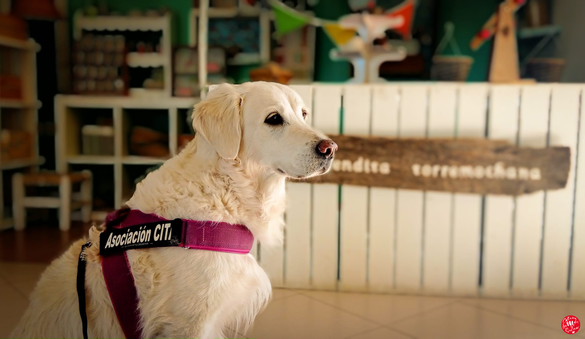 Foto cedida por Cátedra Animales y Sociedad