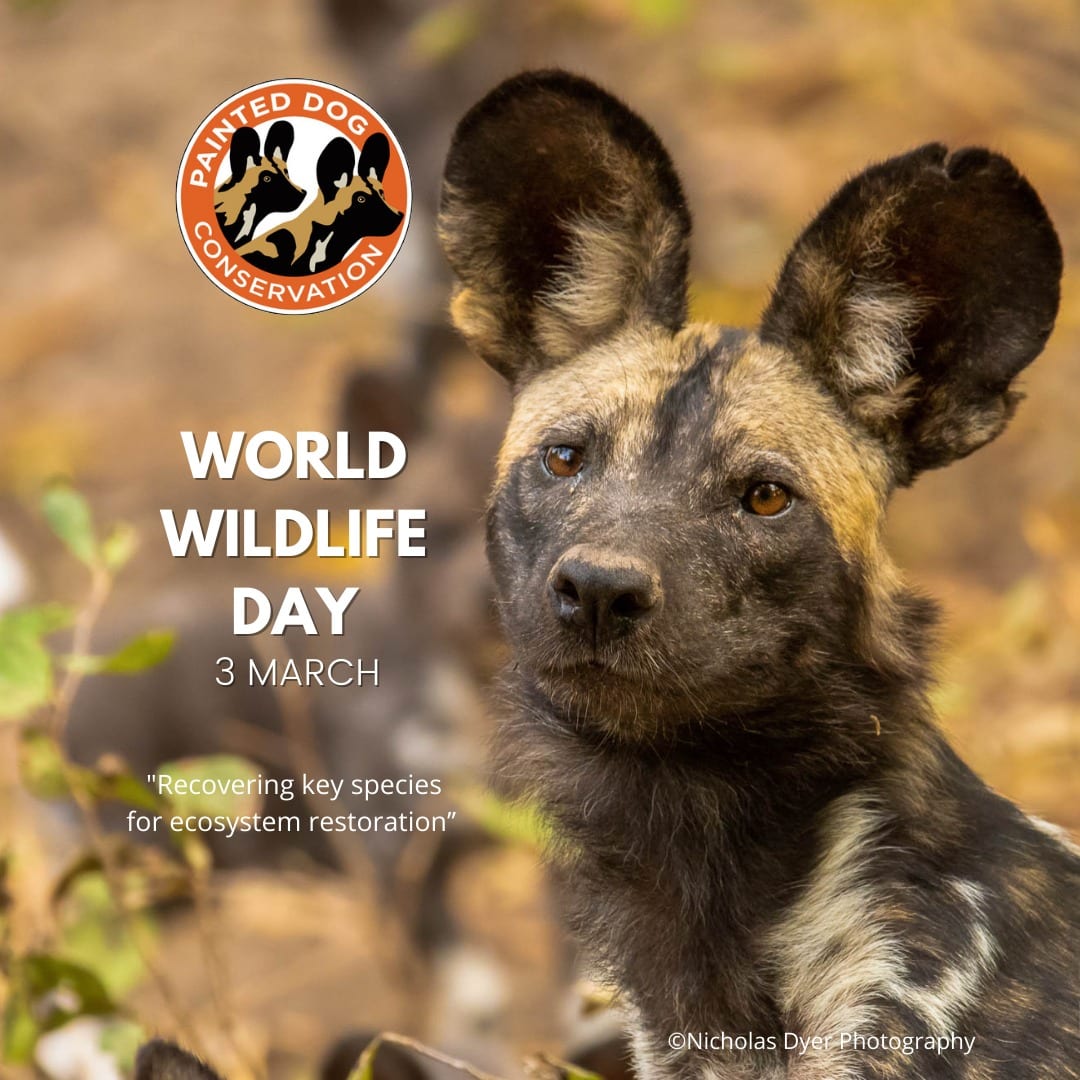 Painted Dog Conservation on Twitter "Happy WorldWildlifeDay.…