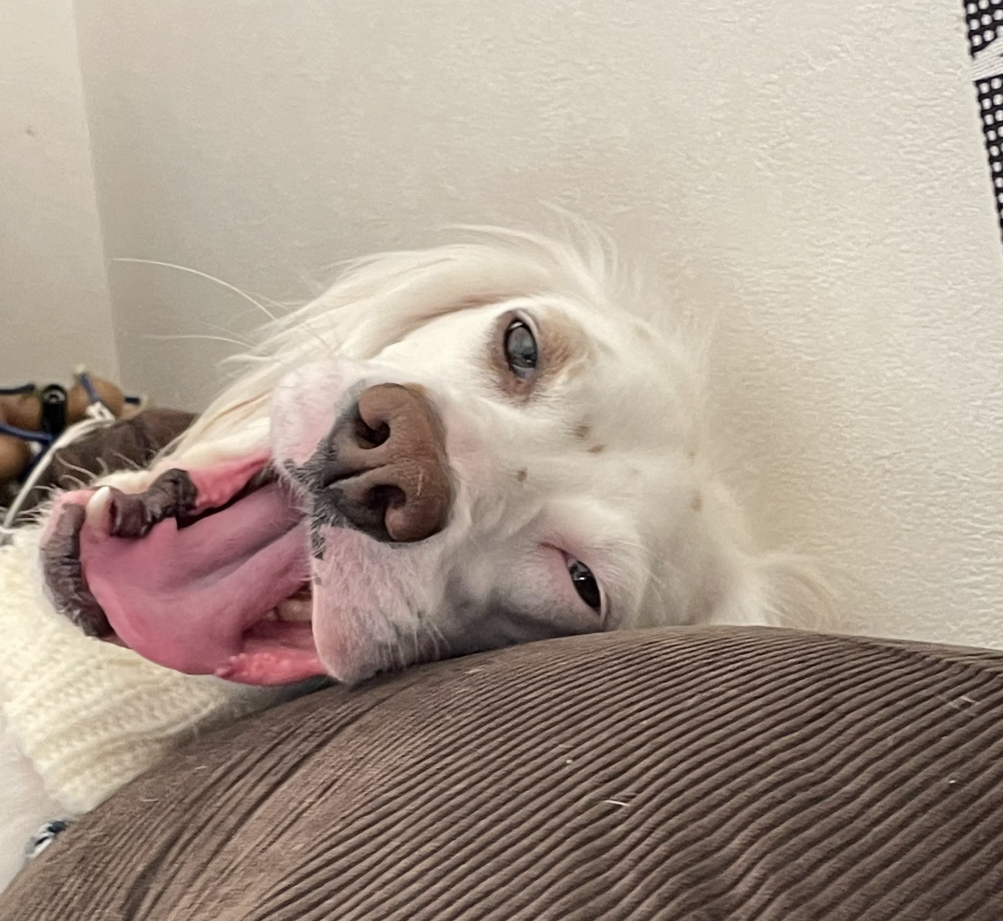 みのかさ うちの犬のあくびかわいいじゃろ T Co 1uyw0fnsfe Twitter