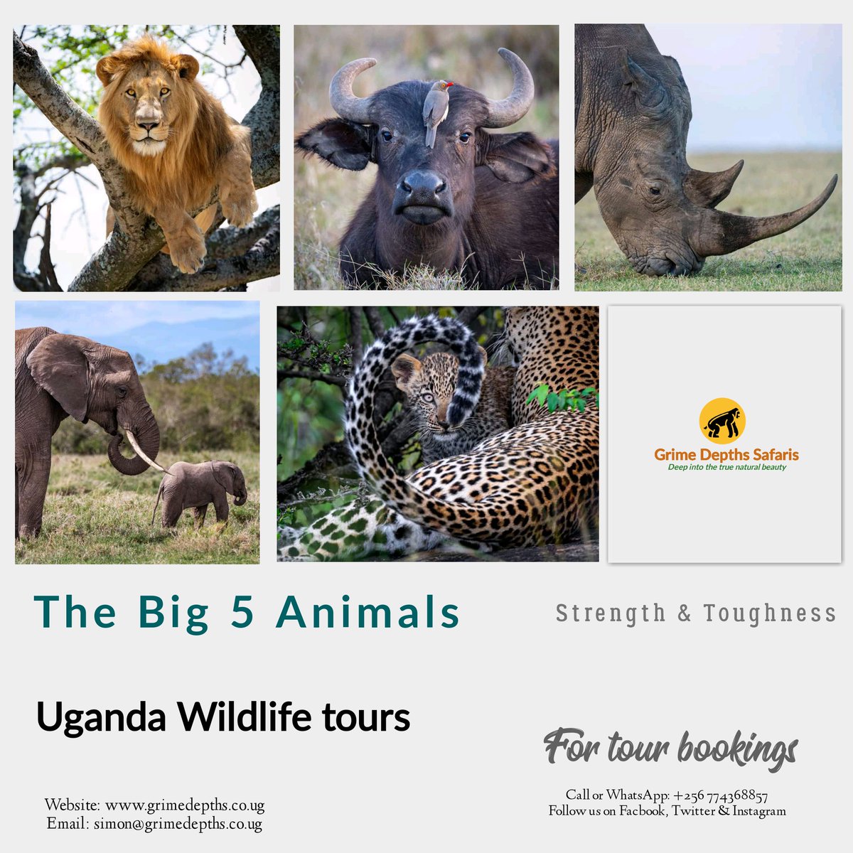 Did you know?
The Big 5 animals.
They're the lion, leopard, black Rhinos, African Bush Elephant &amp; African Buffaloes.

The term came in by the big game hunters &amp; refers to the five most difficult animals in Africa to hunt on foot but now it's widely used by safari tour operators.
