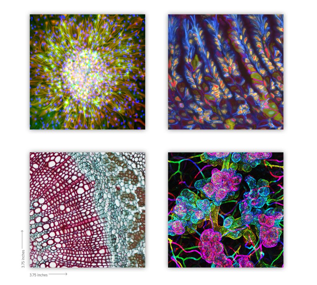 🔬🎨 Beautiful BioArtography Coasters now available! bioartography.com/products/bioar… Set of 4 contains images Thistle, Gastric Mosaic, Mellow &amp; Milk Shake. Snazz up your desk or coffee table! Free US shipping for a limited time. 
#bioart #sciart #supportscience #microscopy #stem #steam