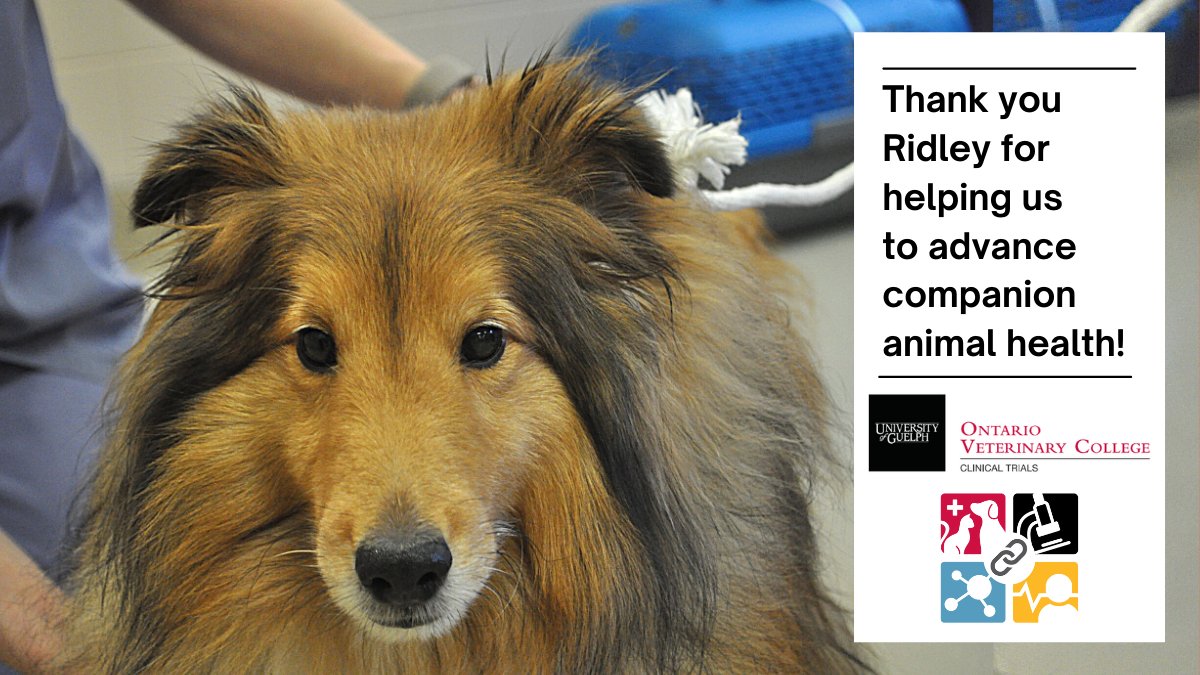 ovcclintrials's tweet photo. Ridley @ridley_aka is one of our #VeterinaryClinicalTrial #CanineCancerWarriors in a study supported by @PetDxInc. 

❤️ We've loved having Ridley as a patient! His full story is up on our website and includes quotes from his family about why they enrolled: https://t.co/0Mau5jZDuk https://t.co/Bu1FCSj7yY