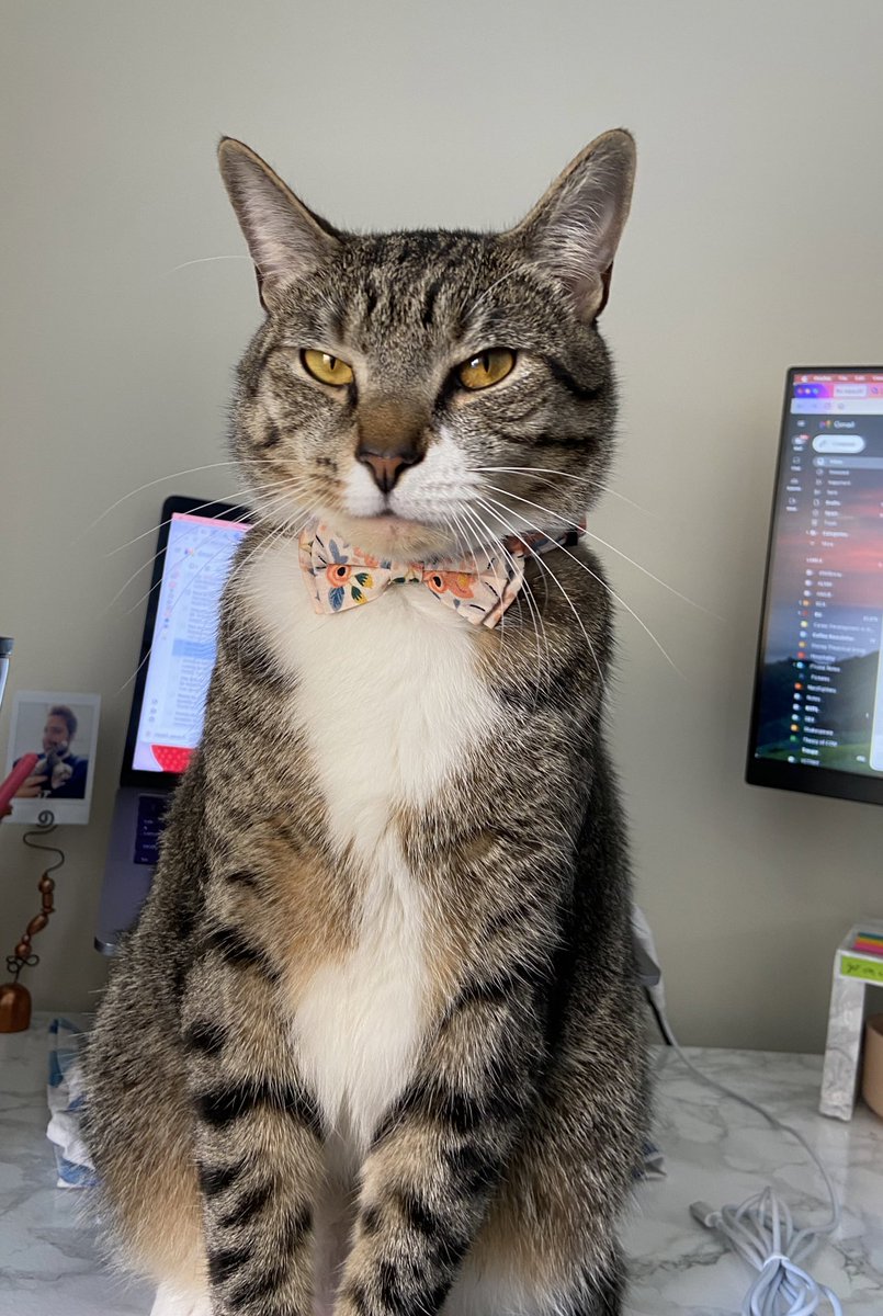 It is <a href="/CamembertTheCat/">Camembert the Cat</a> birthday! We got him many new bow ties to celebrate. Today he has chosen to sit directly in front of my computer so I must pet him instead of working