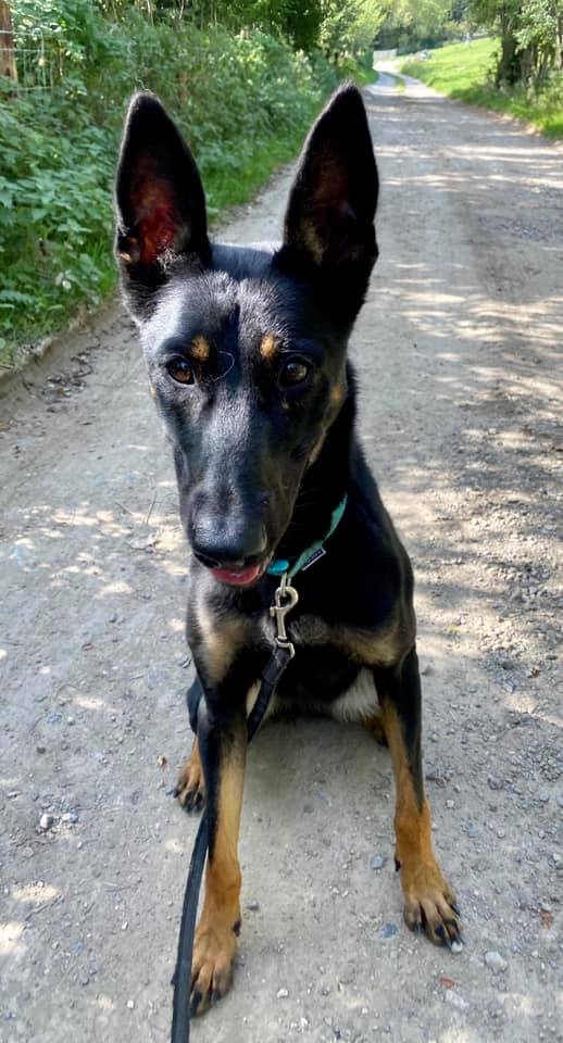 gsrescueelite's tweet image. Ruby is 4yrs old and she has been with us since Sept 19, Ruby is quite a shy and nervous girl who needs a patient, child and pet free home please 
#dogs #GermanShepherd #Essex 
gsrelite.co.uk/ruby-15/