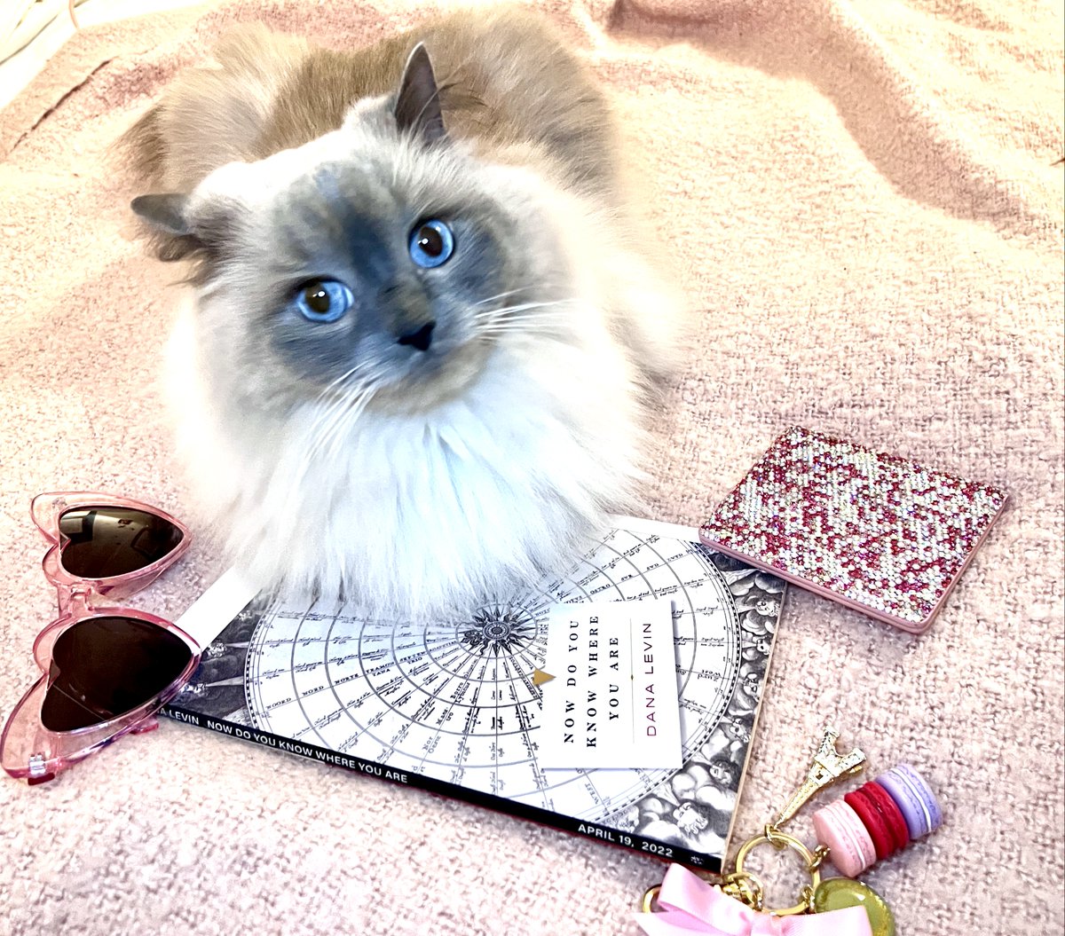 LiteraryKittens's tweet image. Sylvia is planning a road trip with @danalevinpoet's new book, Now Do You Know Where You Are" from @CopperCanyonPrs. (Hey, sometimes I'm a serious literary critic, sometimes I like taking cute cat pics with books!) #literarycritic #springbreakreading #poetrycommunity