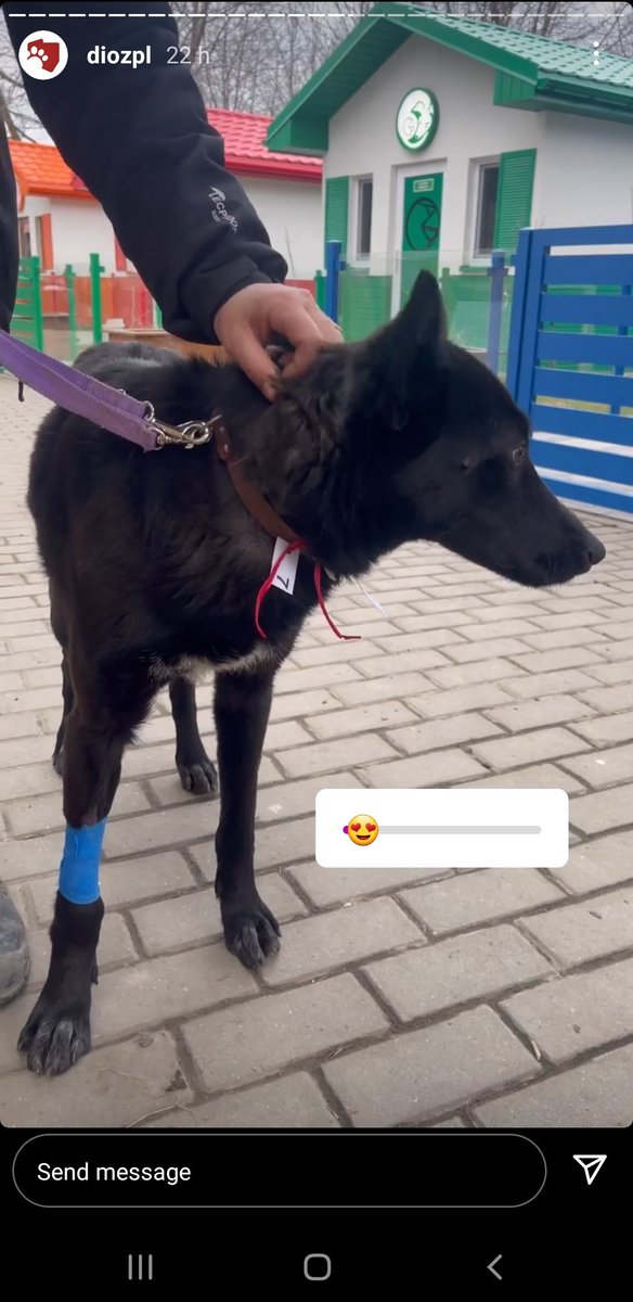 Actions4Animals's tweet photo. #Ukraine #HelpUkraine #animals #UkraineAnimals #dioz @kinga_valentino @ElitaAuto @domdyer70 @Act4AnimalsEU @DeborahMeaden the convoy goes towards Belarus/Ukraine border. There is help available in #Lviv area, no possibility to get to #Kyiv :( . Follow: https://t.co/bTfZkXWSXQ https://t.co/YE6rEf2SKA
