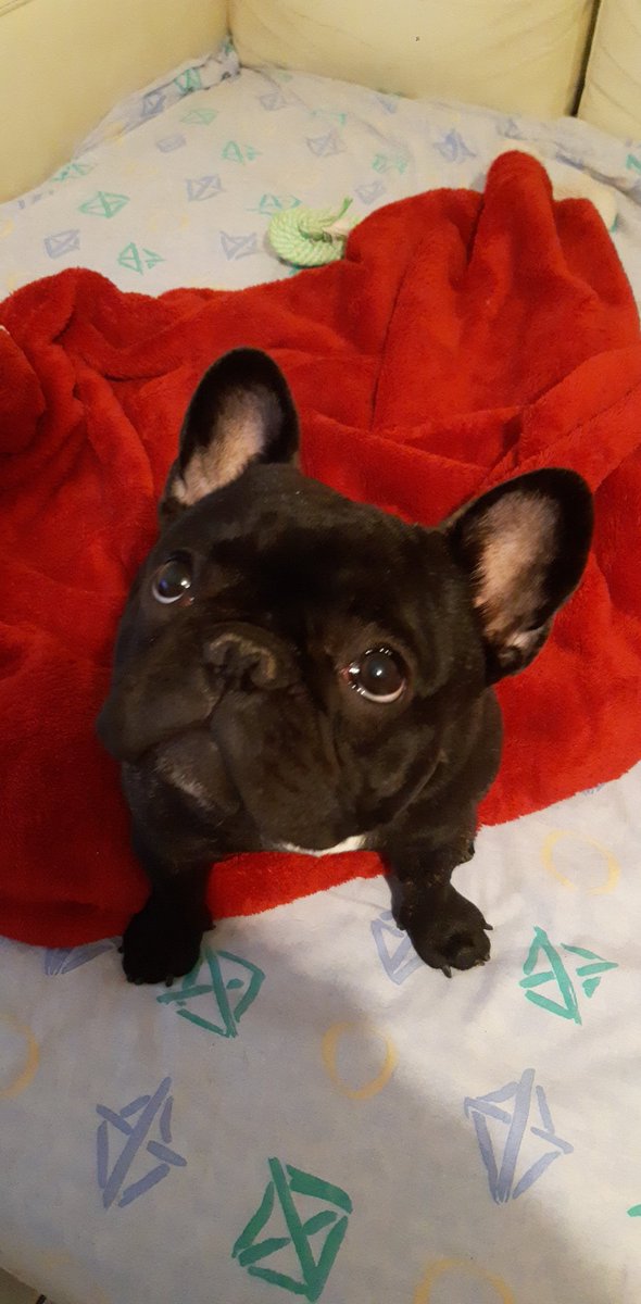 Scar_doggo's tweet photo. @dark_mood Suis quand même plusse mignon 🤭 https://t.co/DpMo52usmG
