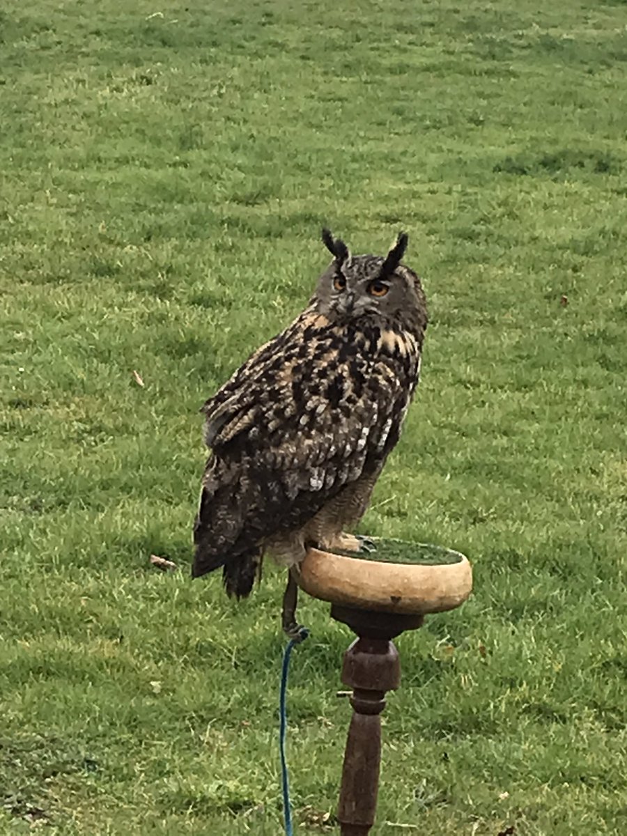 TGPS_NorthLincs's tweet photo. As part of World Book Day, we have welcomed owls to visit and explored books with owl characters #TGPSReading https://t.co/vMeaJMBcl1