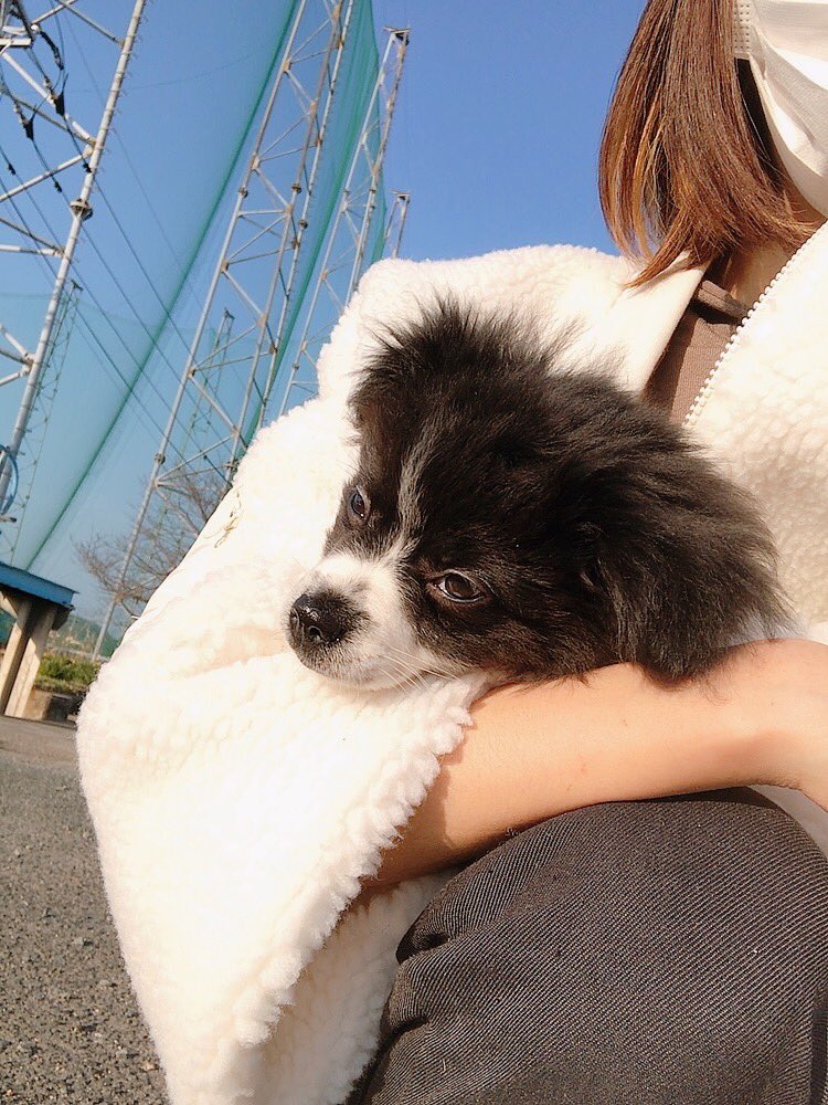 1603Q's tweet photo. 犬がかわいちゅぎる… https://t.co/V7HsiMSD5g