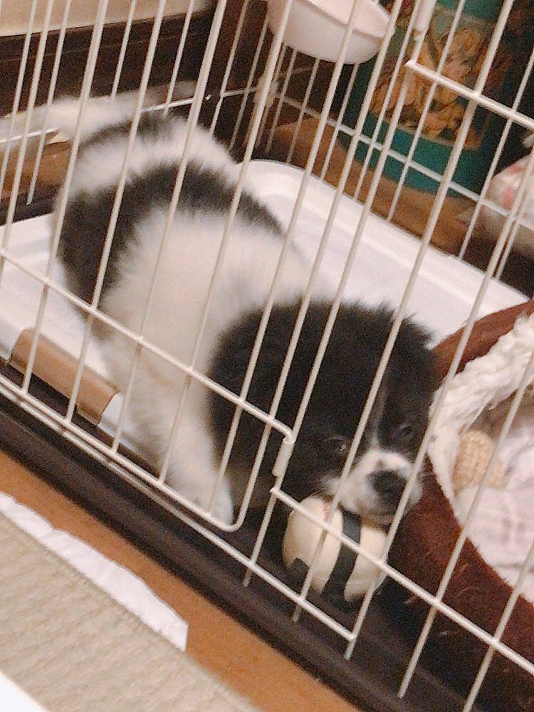 1603Q's tweet photo. 犬がかわいちゅぎる… https://t.co/V7HsiMSD5g