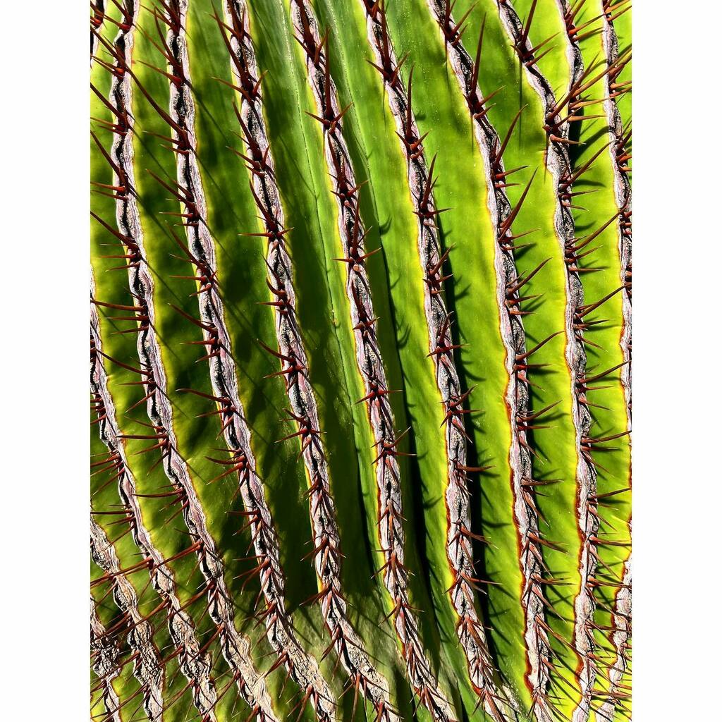 camigenna's tweet photo. Cactus patterns (1)

|

#lanzarote #canarias #cactus #cactusysuculentas #cactuslover #jardim #manrique #garden #gardendesign #gardeninspiration https://t.co/tnFhtOpkUx https://t.co/R3zPBu1JbR