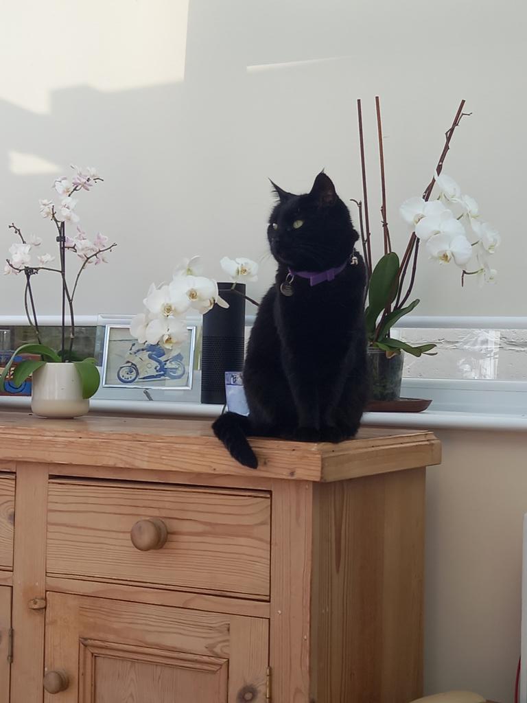 YellyPorsche's tweet photo. @SusanCalman @Battersea_ @CatGeorge1 How lovely! And here's Bella our #Battersearescuecat who adores my husband and still hates me after 10 months!!🤣 #CatsOfTwitter #BatterseaCats #BlackCat #blackcats #Bellathecat https://t.co/4BQ98ssbuG