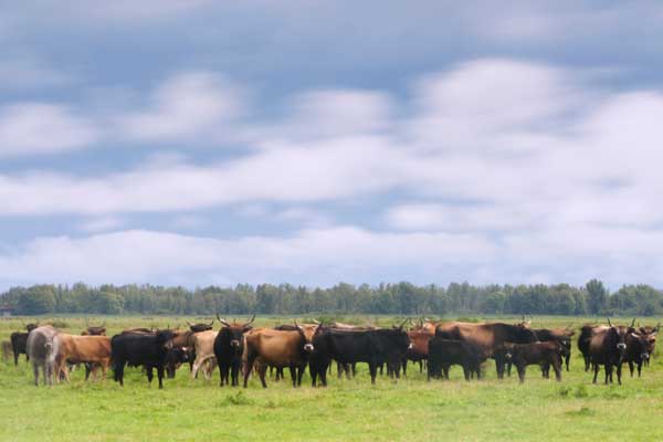 Ga mee met de gids van Staatsbosbeheer en kom alles te weten over de Oostvaardersplassen Almere. Ga mee op seizoenswandeling onder leiding van een gids van Staatsbosbeheer en ontdek alles over de planten en dieren van de Oostvaardersplassen. 

mooiflevoland.nl/activity/seizo…