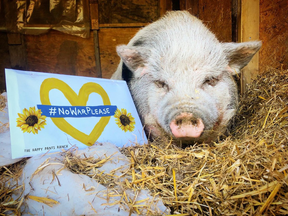 Sir.Francis wants to spread the word 💙 #NoWarPlease 💙

💛 Please share 💛