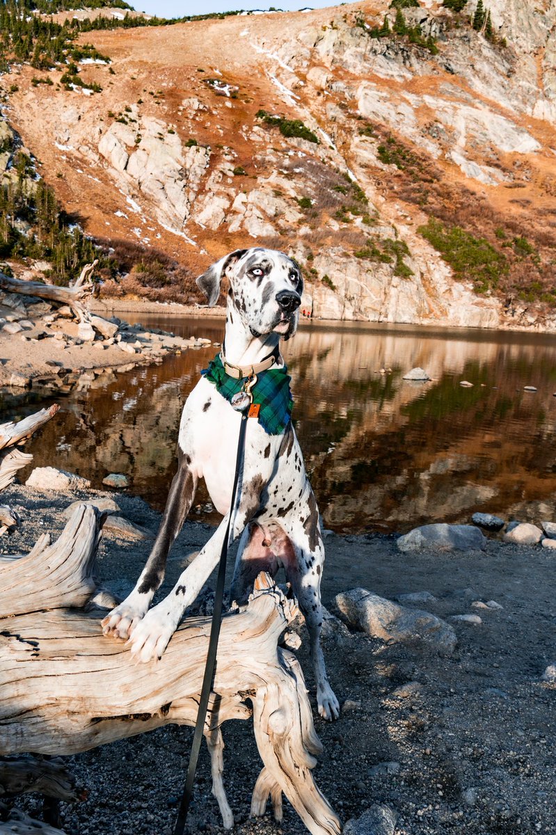 The Hull Pack tweet media