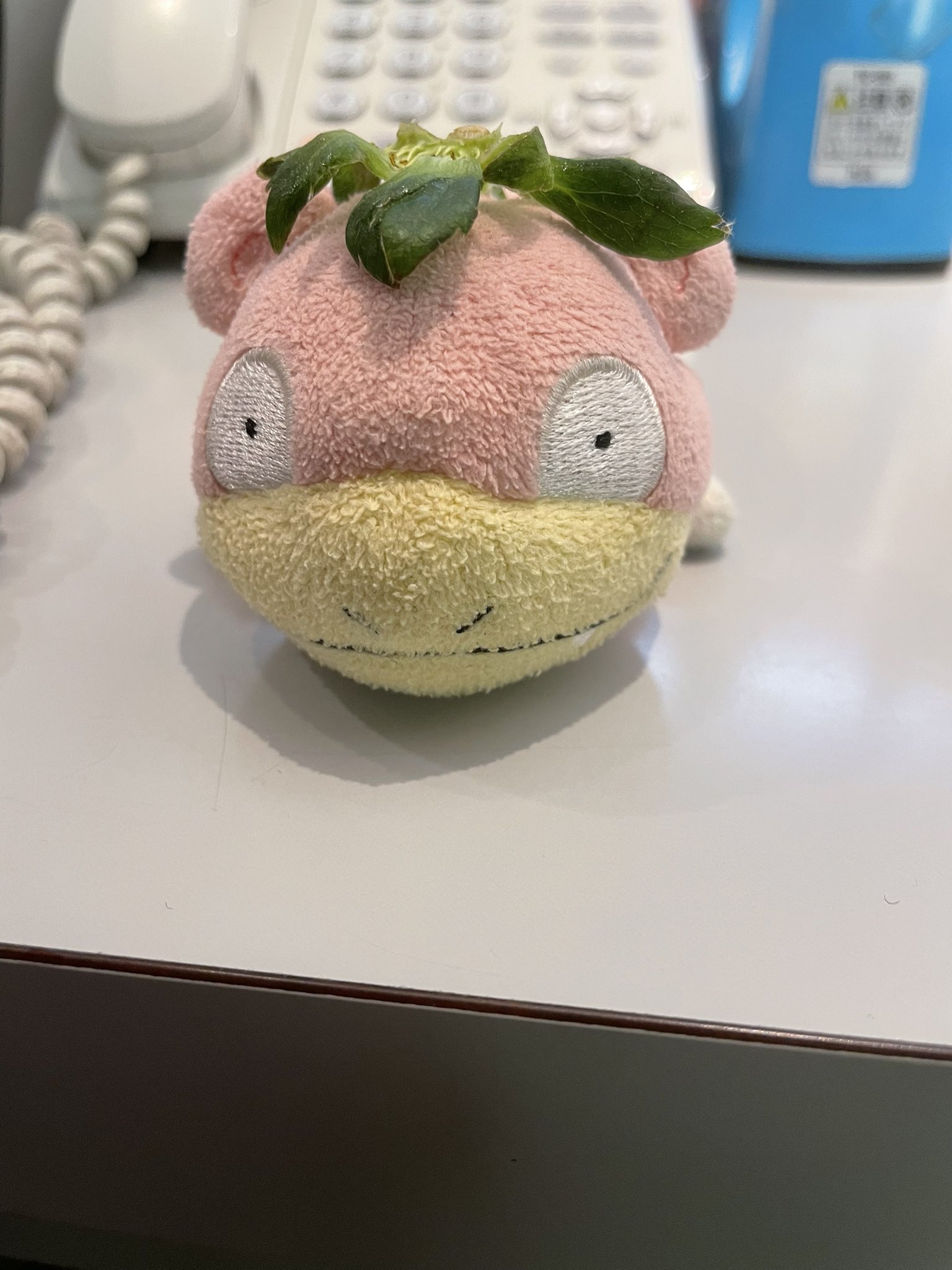 どん 先日仕事でイチゴの差し入れをいただき どんちゃんもめでたくカッパになりましたとさ カッパさんごっこ カッパ いちご いちごのへた ヤドン ポケモン Slowpoke Yadon Pokemon ぬいぐるみ ぬい撮り どんちゃん T Co