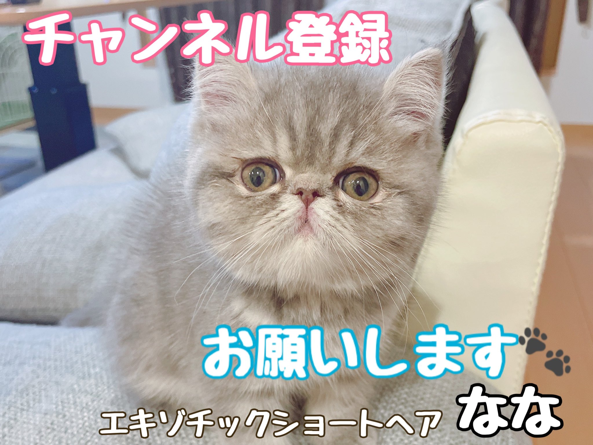 ぶさかわ猫 Twitter Search Twitter