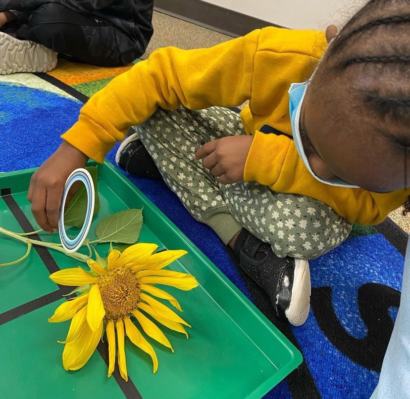 Tools_PreKTeach's tweet photo. Science Eyes- Sunflowers 🌻🔍 
#toolsofthemind #toolsofthemindprek #scienceeyes #littlescientists #PreK #science #preschool https://t.co/w81GBDXFo3