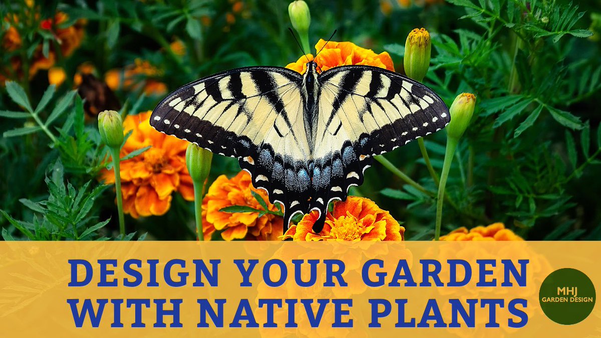 MHJGardenDesign's tweet photo. In today's #garden video, come along as we discuss #nativeplants & their uses & benefits when designing your very own cosy garden space. 🌳
https://t.co/ab4nNDyNle
#Youtube
#nativeplantsofnorthamerica #butterflygarden #gardentips #gardendesign #GardeningTwitter https://t.co/wTauupmugu