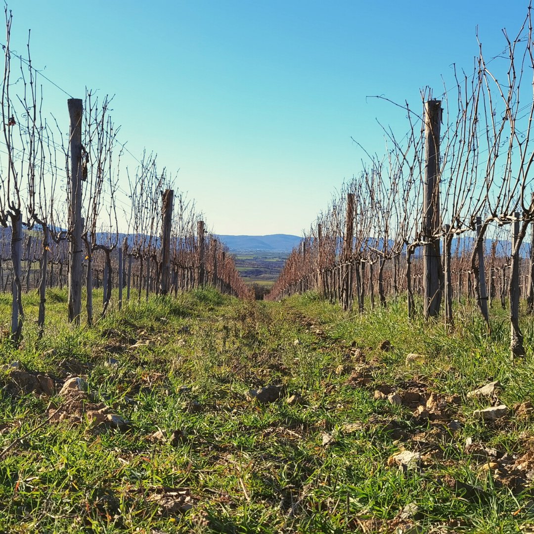 La #vigna ed i suoi colori invernali.
I #tralci, spogliati dal fogliame, sono pronti per essere potati, stralciati e sistemati, pronti per affrontare la nuova stagione.