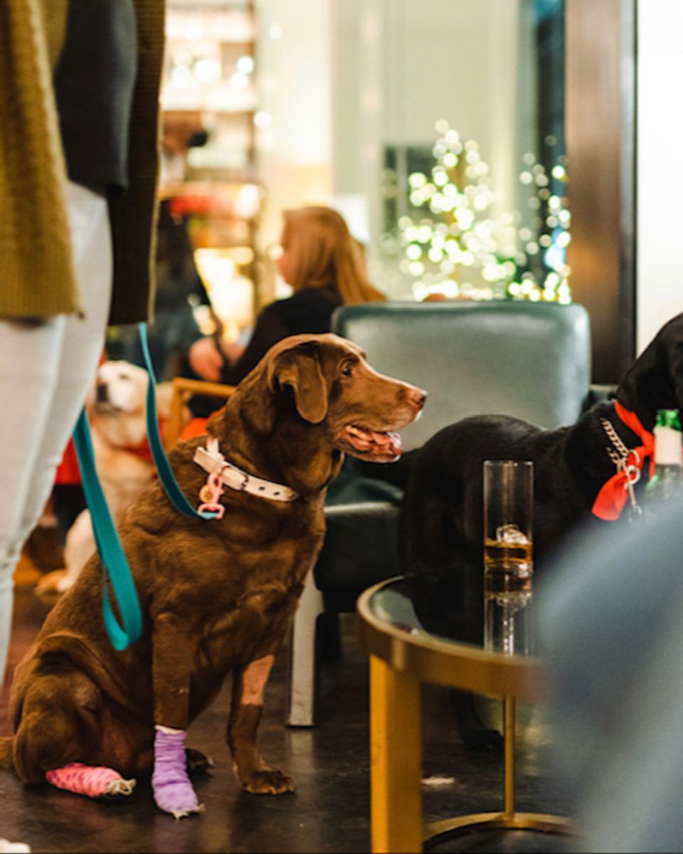 Paws of Honor tweet media