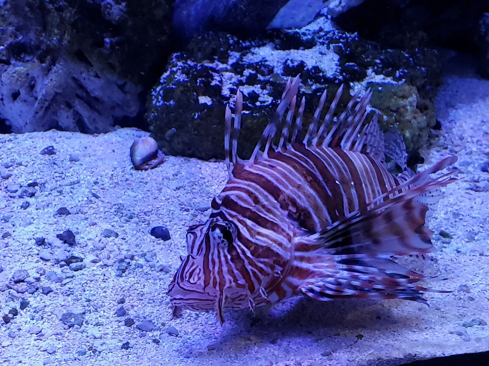 StLuciaApt's tweet photo. There are endless amounts of fun things to do near @StLuciaApt in #LasVegasNV! You can visit all of your favorite sea creatures in person @SeaQuestUSA and even explore different interactive features. Click the link for more information! https://t.co/u6UVe7To36 https://t.co/IU5loiULgD