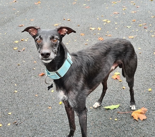 AdoptionsUk's tweet image. Please retweet to help Rex find a home #EARLSTON #BORDERS #SCOTLAND 🏴󠁧󠁢󠁳󠁣󠁴󠁿
Lovely Lurcher aged 2, he has lived with a female Lurcher before so could live with another dog. He's been gentle around children, please contact the shelter for details 👇
borderspetrescue.org/product/rex-2/
#dogs #pets
