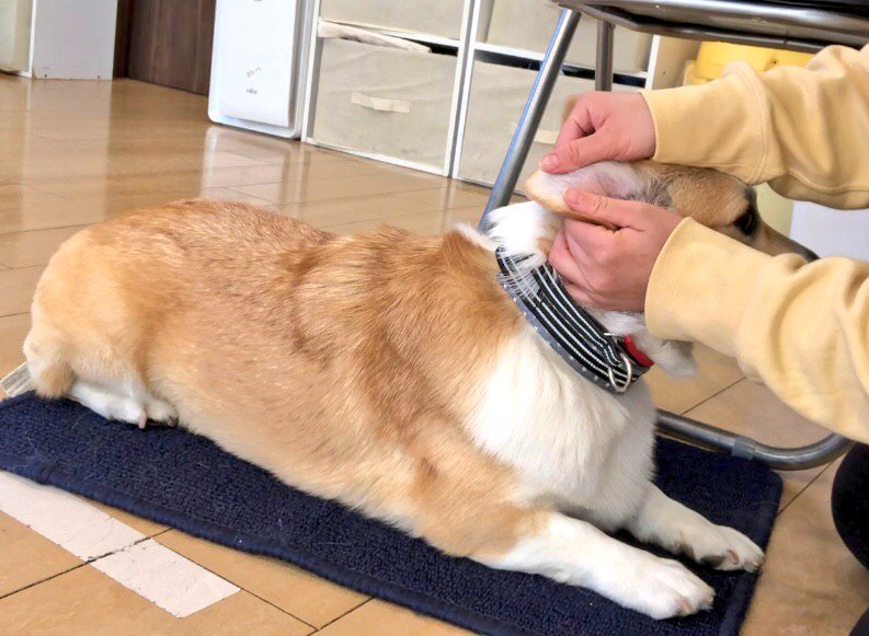 はなちゃん 不安の３月がきた 去年はなはワクチンの後でアレルギーが出た 震え 不穏になった 注射で回復したけれど 母は怖かった 今年はどうなるのだろうか 必要なワクチンなのに 予約の電話するのも辛い 画像は耳を触る練習 コーギー 犬のいる暮らし