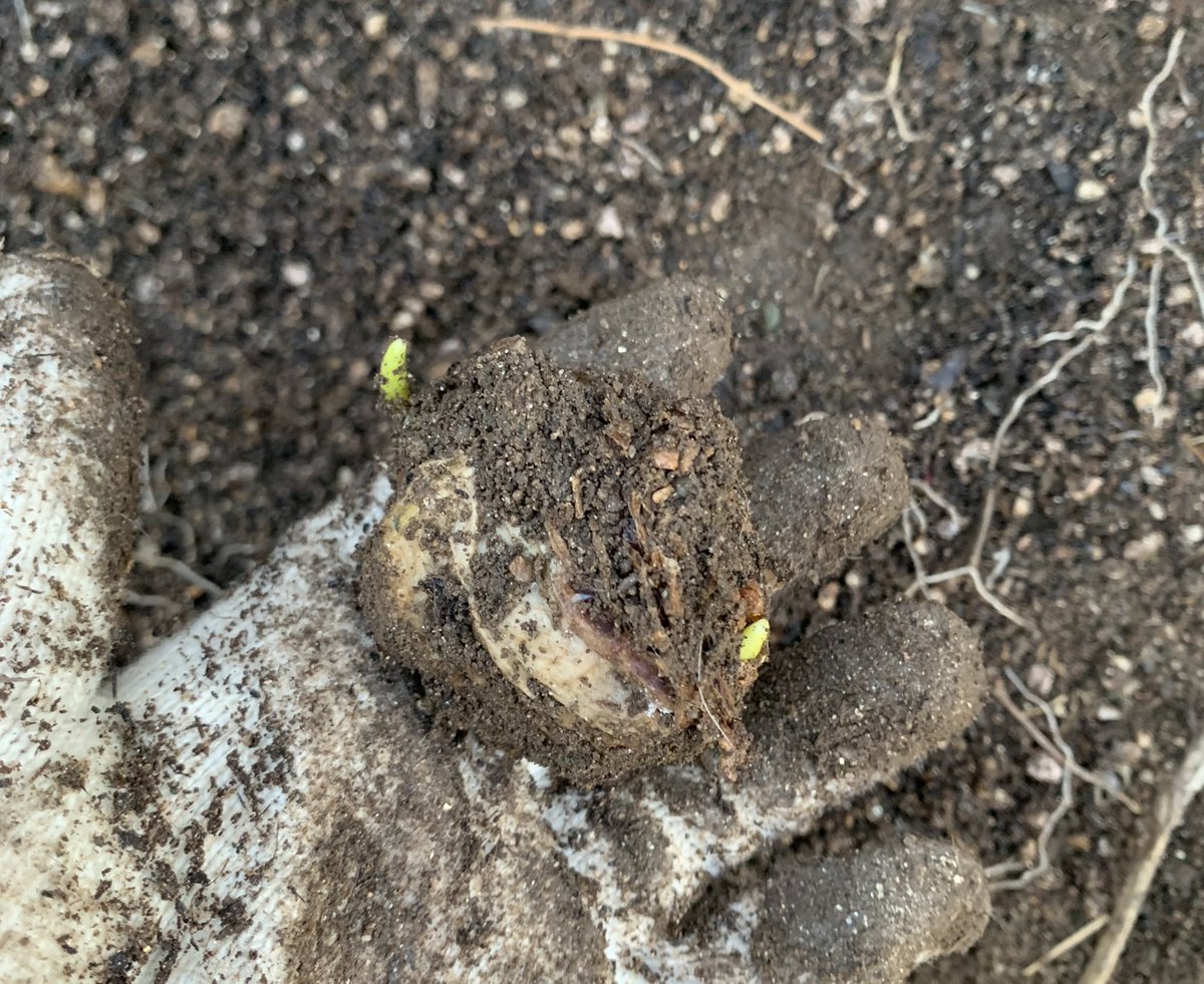 까먹고 있었던 히아신스 발견