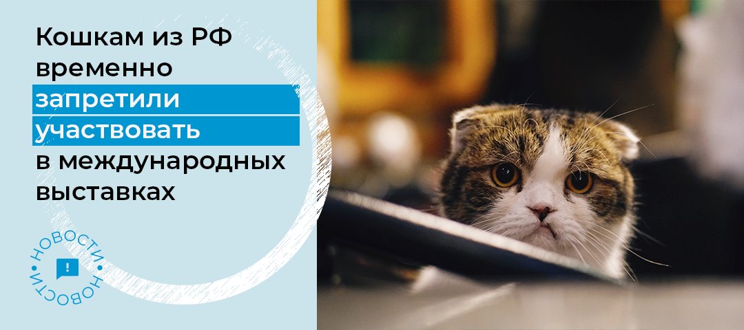 Международная федерация кошек (FIFe) ввела временный запрет на участие кошек из РФ в международных выставках. Также ни одна кошка, которая была выведена в РФ, не может быть ввезена и зарегистрирована в какой-либо родословной книге FIFe за пределами страны: riamo.ru/l/OLM0