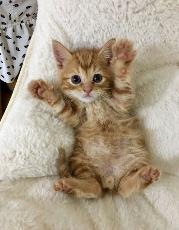 coeurstine's tweet image. 