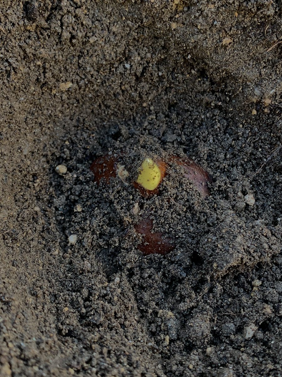 작년에 너무 깊게 심었나보다 ㅠㅅㅠ