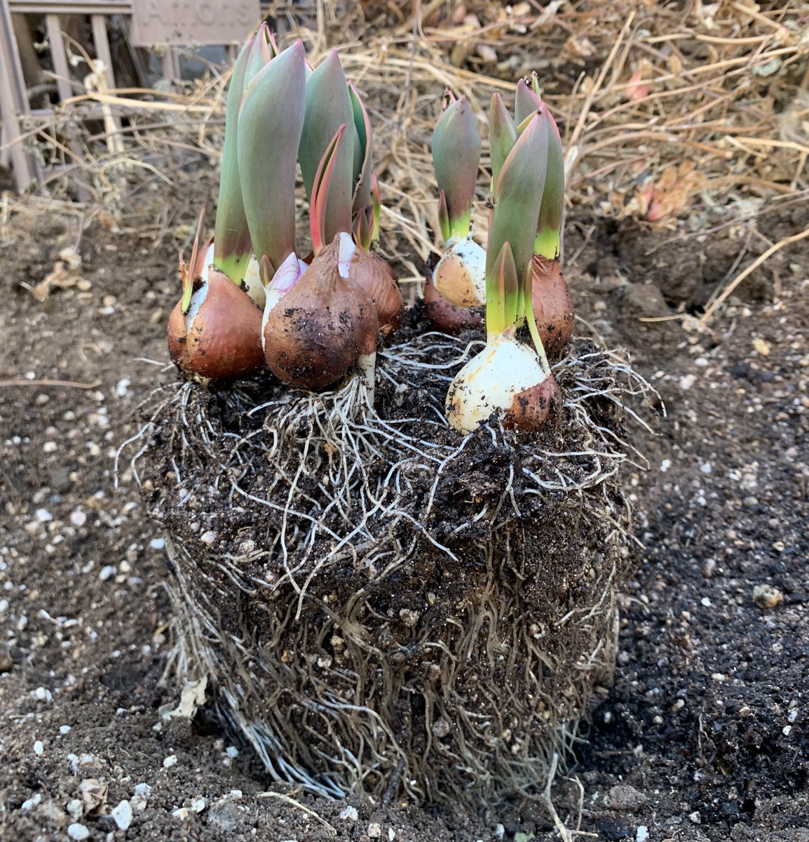 노지로 옮겨주갔어