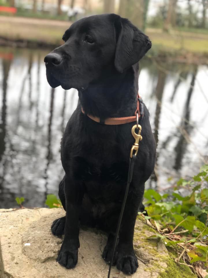 Wagtail_Courses's tweet photo. We wish body detection dog Belle all the best with her well earned retirement x  
Best wishes for you in your new home, where we're sure you'll be spoilt rotten!

#snifferdogs #detectiondogs #wagtailuk #retirement https://t.co/jiRb9ja0zj