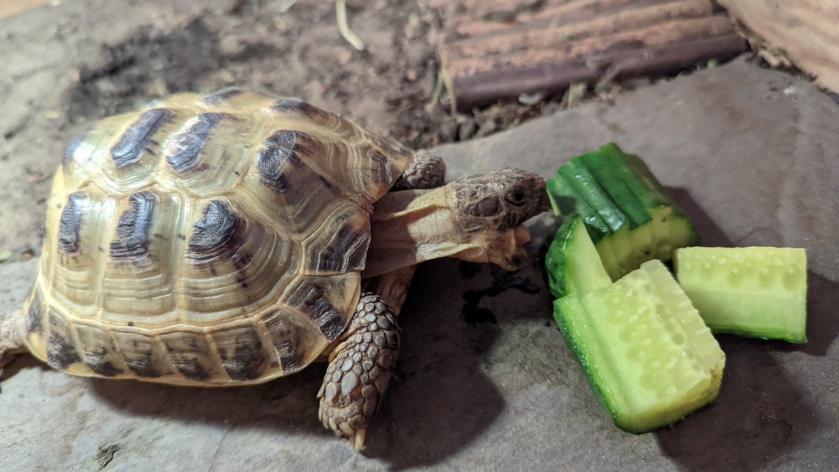 leo_tortoise's tweet photo. https://t.co/9r3sxbFHYX