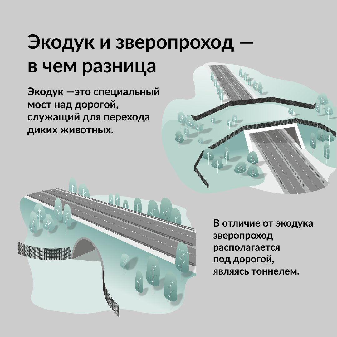 avtodor's tweet photo. Сегодня расскажем, чем экодук отличается от зверопрохода, на основе чего выбираются места для их строительства и где они появятся на новой трассе М-12. https://t.co/NineqtJOpB