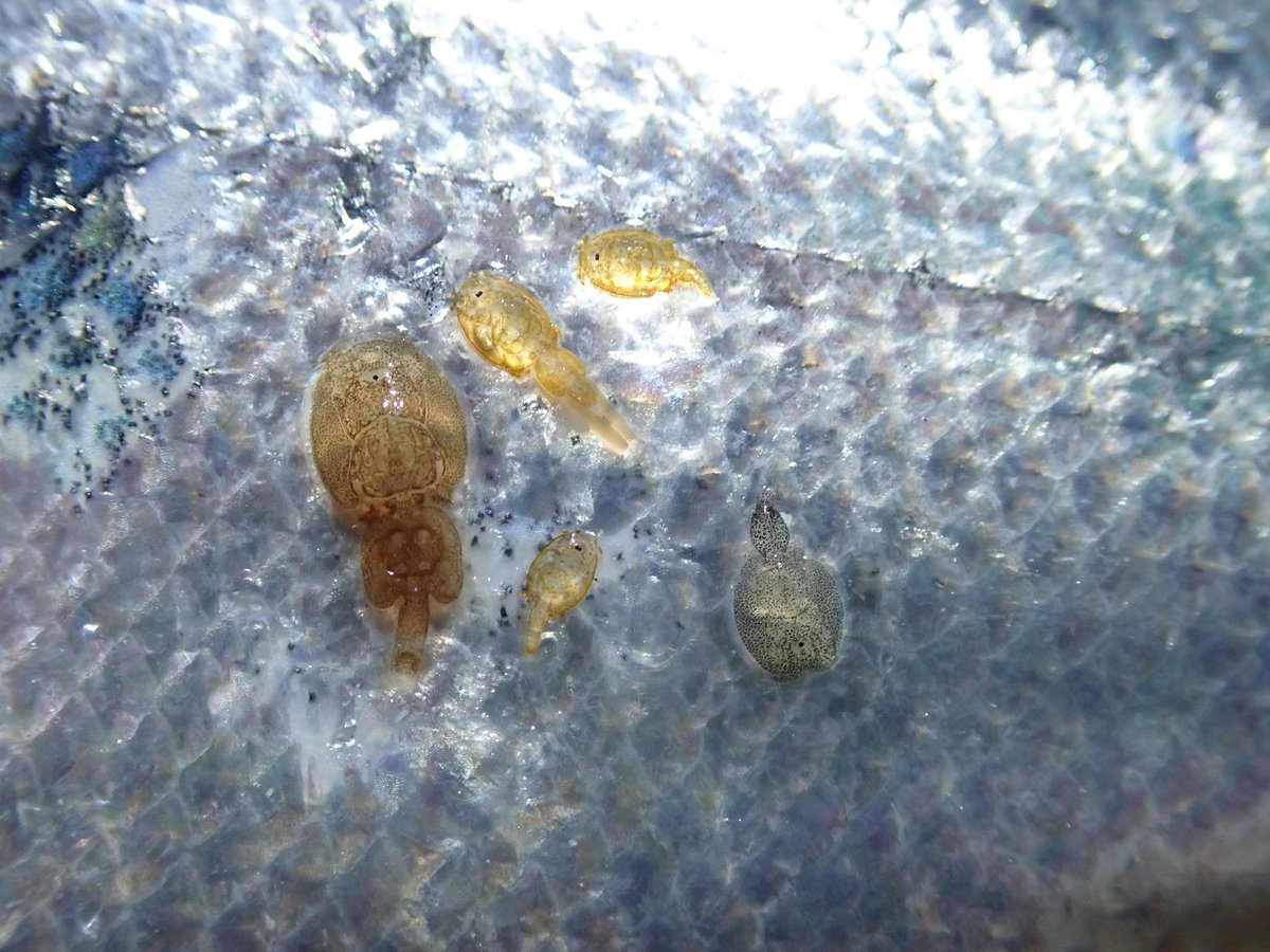salmonexpert's tweet photo. Lanzan #bioproducto botánico que impide a #Caligus alcanzar forma adulta    
 👉https://t.co/WR2AWBgGh9 https://t.co/O530dPaPPu
