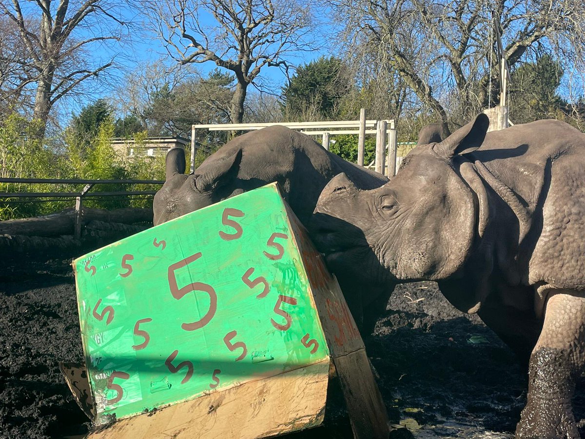 RHINO I’m cute 🦏 

Our handsome greater one-horned rhino, Sanjay celebrated his 5th birthday earlier this week!  

He and Quabid enjoyed some beautifully decorated presents and treats from our amazing keepers 🎉

📷 Thank you to our keeper Liah for these adorable photos.