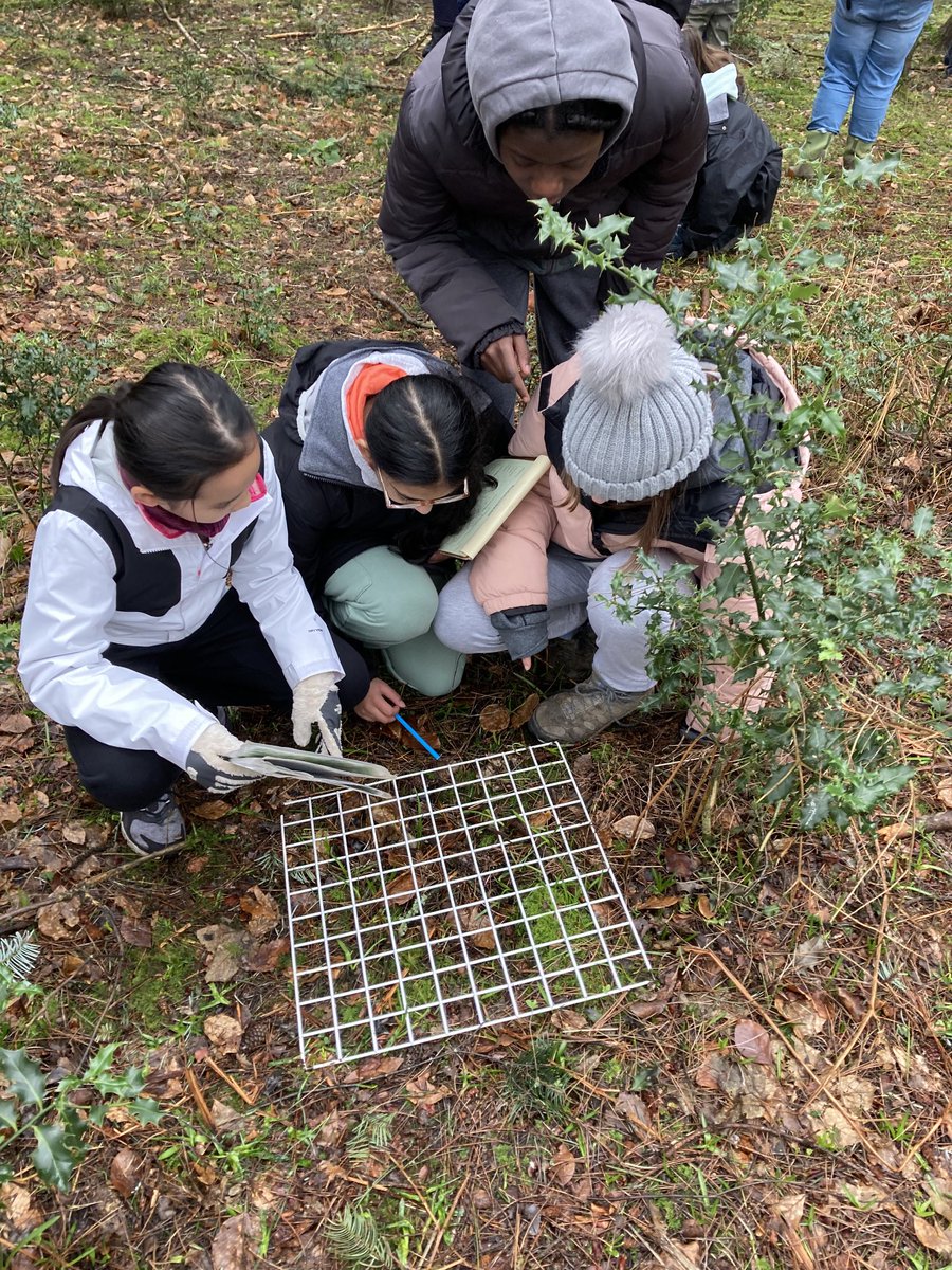 Theabbey_geog's tweet photo. Measuring the percentage ground cover in a coniferous woodland with year 7 #choosegeography ⁦@theabbeyschool⁩ ⁦@FSCAmersham⁩ https://t.co/ZnotdGk56g