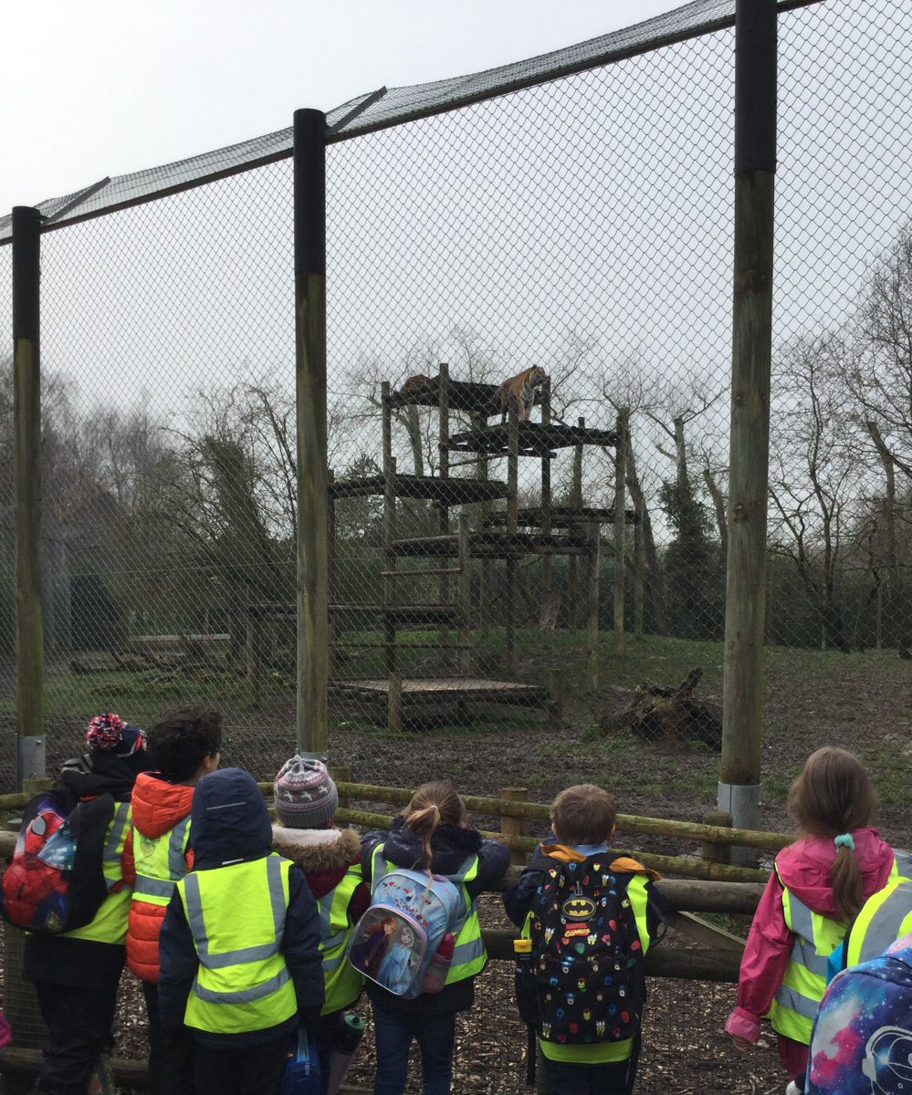 AlburghCE's tweet photo. #seedlingsclass had a fantastic day @banhamzoo yesterday bringing their #science topic of #amazinganimals well and truly to life! @ZooSocEA #banhamzoo #education #animals #zoo https://t.co/ml8FlkMcyk