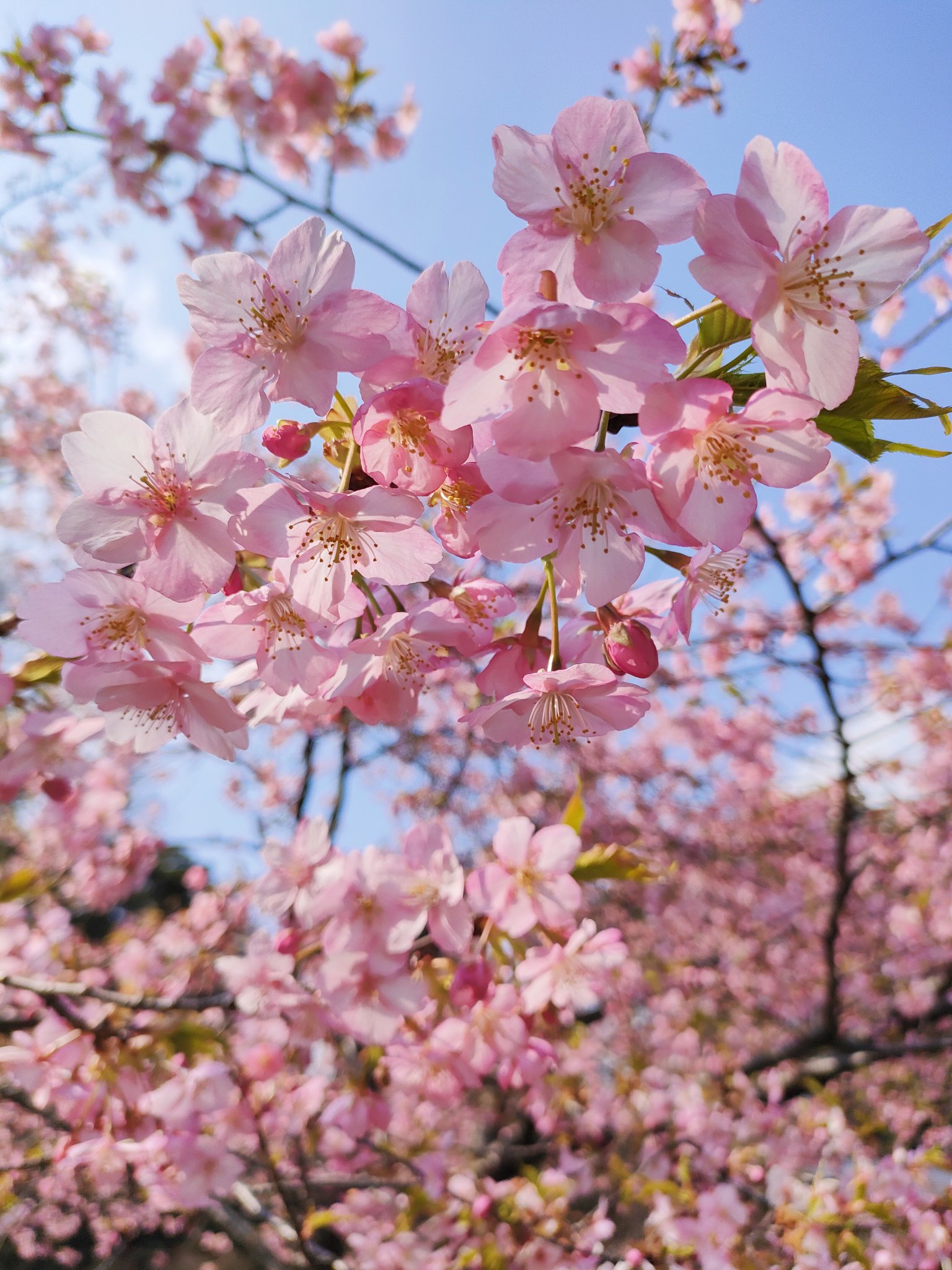 桜好きな人と繋がりたい Twitter Search Twitter