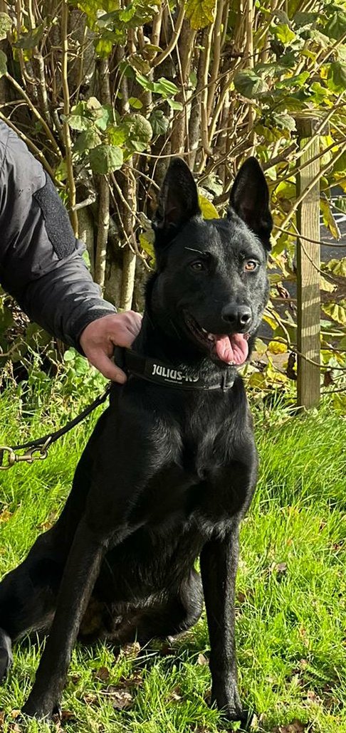 CornwallDogs's tweet photo. PD Bond assisted units detaining a male wanted on warrant then straight on to another job locating a suspect who was arrested for domestic assault. As reward he sprinted what seemed like 1000 laps of a large field for no apparent reason other than fun. https://t.co/47JRiLd4rd